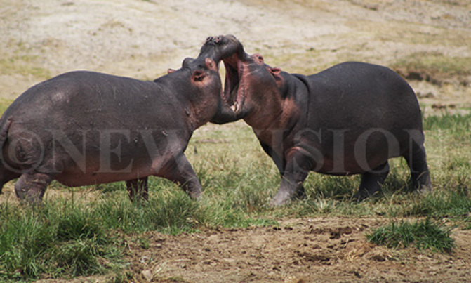 Hippopotamus: A wonder animal Hippopotamus: A wonder animal