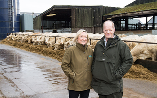 Goldies Charolais herd looking ahead to Stirling bull sales