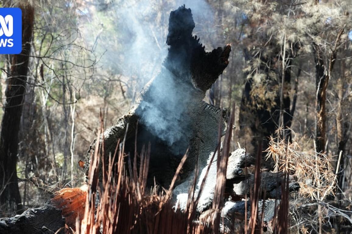 WA government steadfast on prescribed burns despite mass tingle tree felling