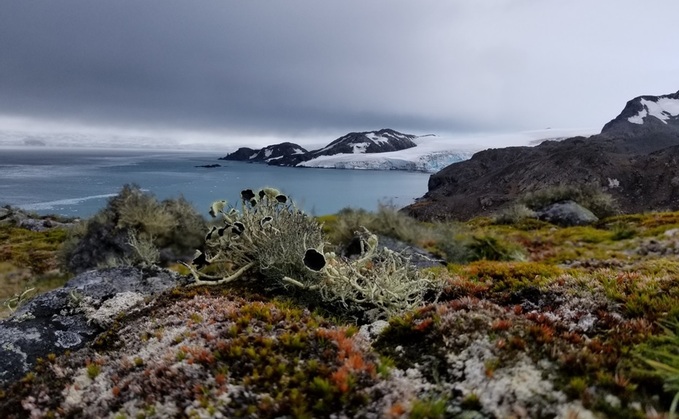 Vegetation in Antarctica is dominated by lichen and mosses. Image from Livingston Island, maritime Antarctica - Credit-Felix Grewe