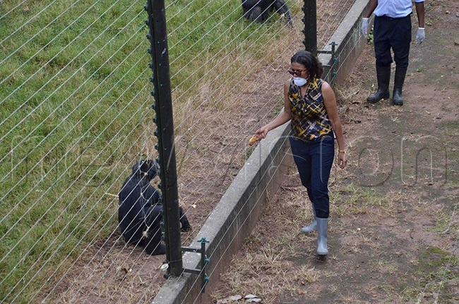  illy jarova the  ganda ourism oard and former  gamba sanctuary feeding a himp