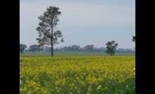  WA yield potential drops as growers battle dry conditions. Photo: Mark Saunders.