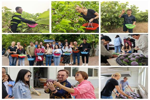 Foreign Friends Picking Mulberries and Making Steamed Buns at Fushan