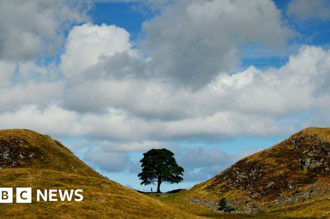 Sycamore Gap accused told police he was framed in feud, jury hears