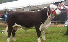 Rare Breeds Survival Trust demands action after original population cattle removed from payment list