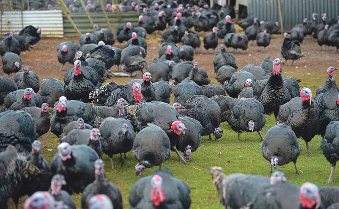 Only half of free range turkeys on sale this Christmas