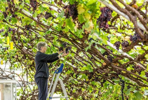 Australian farmers destroy millions of grape vines on weak wine demand