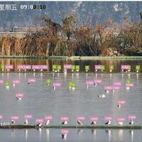 AI-powered "bird facial recognition" boosts avian conservation
