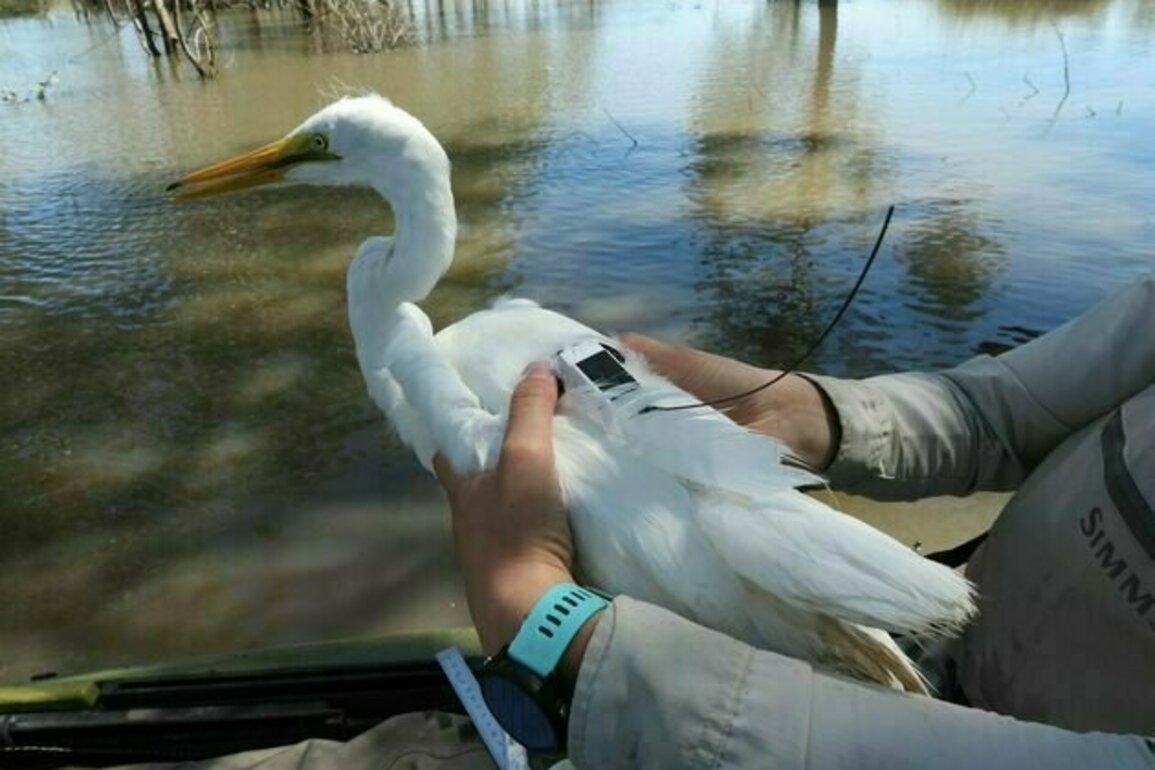 We used tiny sensors in backpacks to discover the extraordinary ways birds migrate to find water