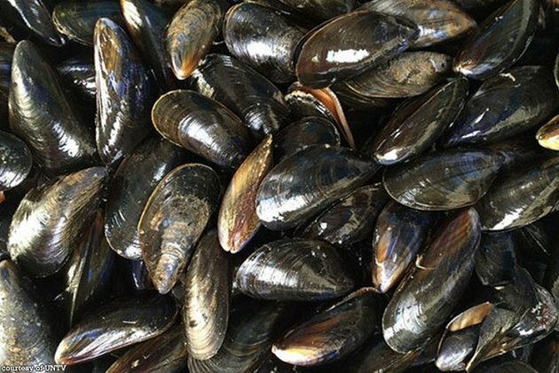 Shellfish in Balite Bay found unsafe