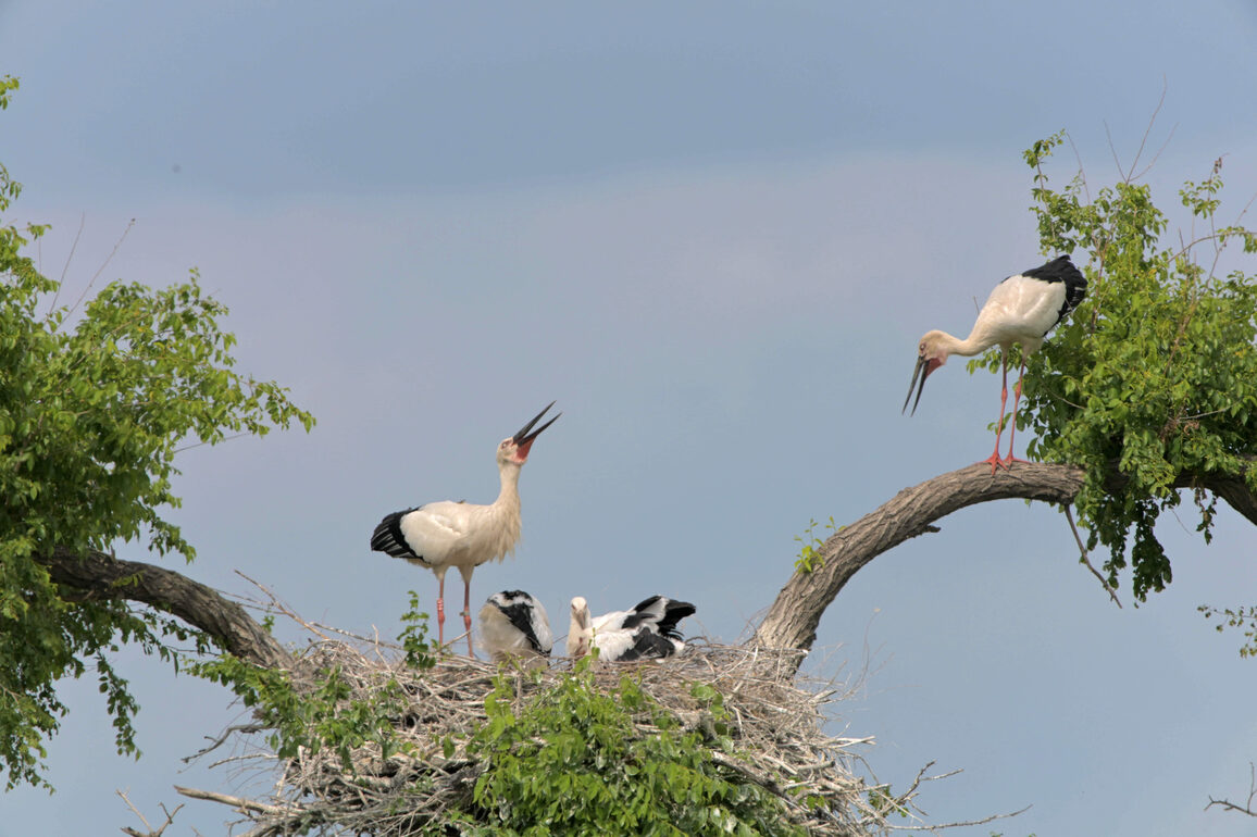 #CHINA-HEILONGJIANG-ORIENTAL WHITE STORKS-CHICKS (CN)