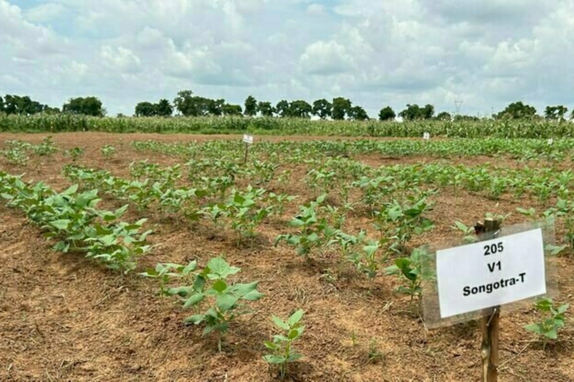 Ghana's first genetically modified crop: why we created a new cowpea variety, how we tested it and what we found