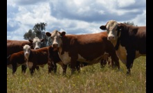  The Australian beef cattle herd is at its highest level in almost 10 years. Picture Mark Saunders.