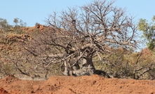 The one boab tree protected on site