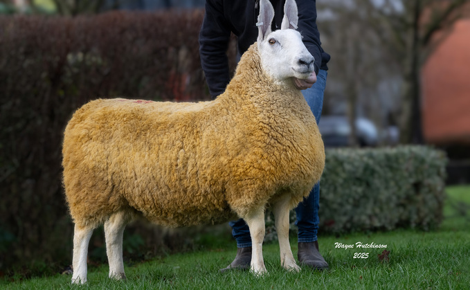  Highlights from recent livestock sales around the UK 