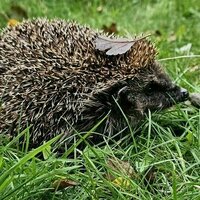 Hedgehog poo could hold important secrets about local biodiversity