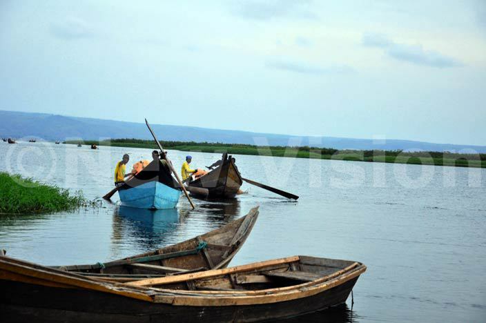  ishermen rowing boats at anseko landing site on ake lbert uliisa district hoto by rancis morut