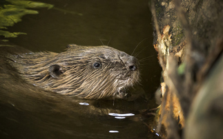 'Proven climate champions': More beavers approved for release in South West England