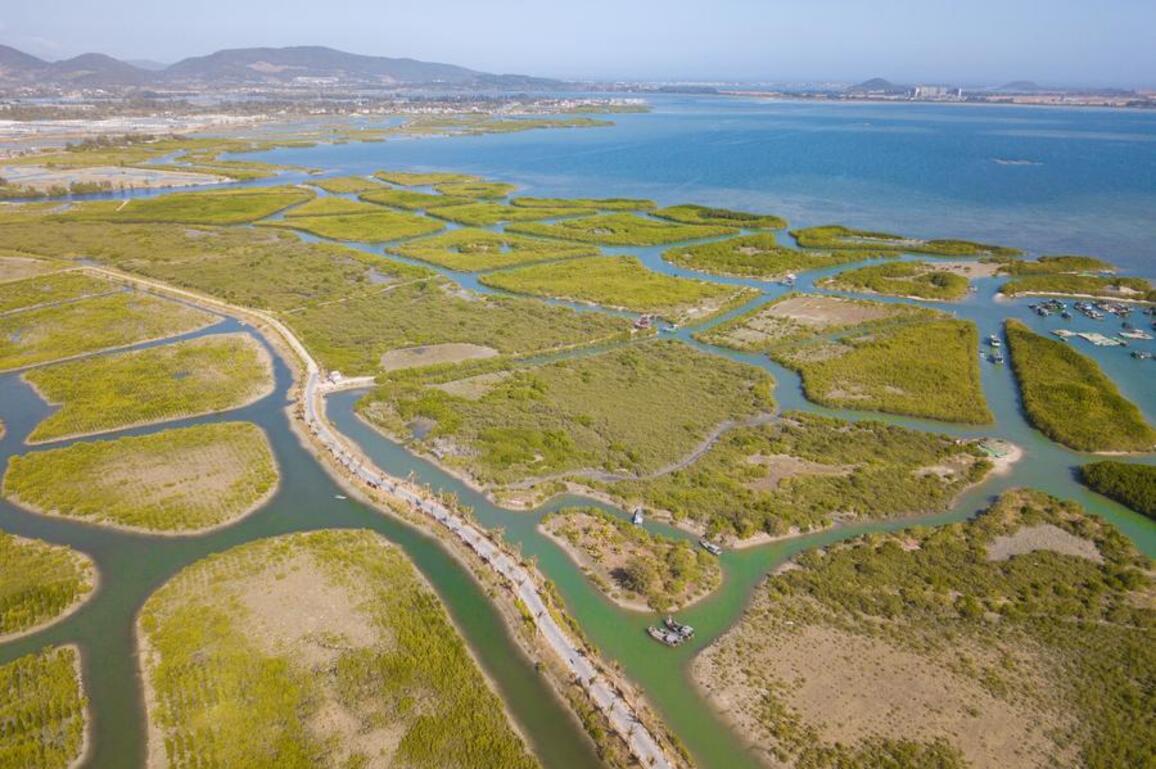 Mangrove restoration efforts boost ecology, economy in south China's Hainan