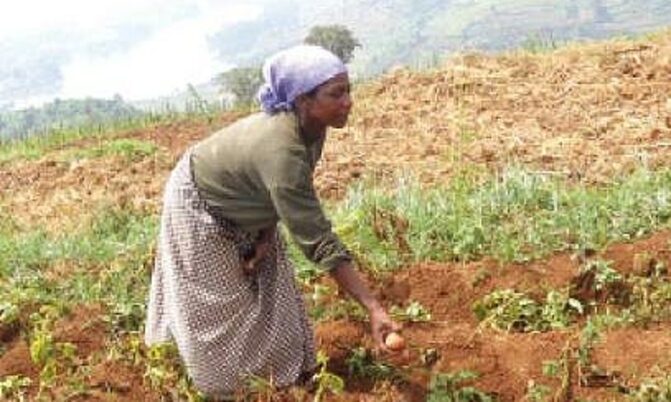Scientists work to save the Irish potato in Kabale Scientists work to save the Irish potato in Kabale