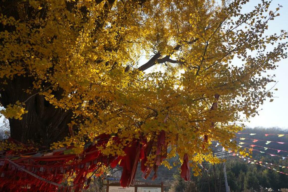Millennium-old ginkgo revived as China strengthens ancient tree conservation