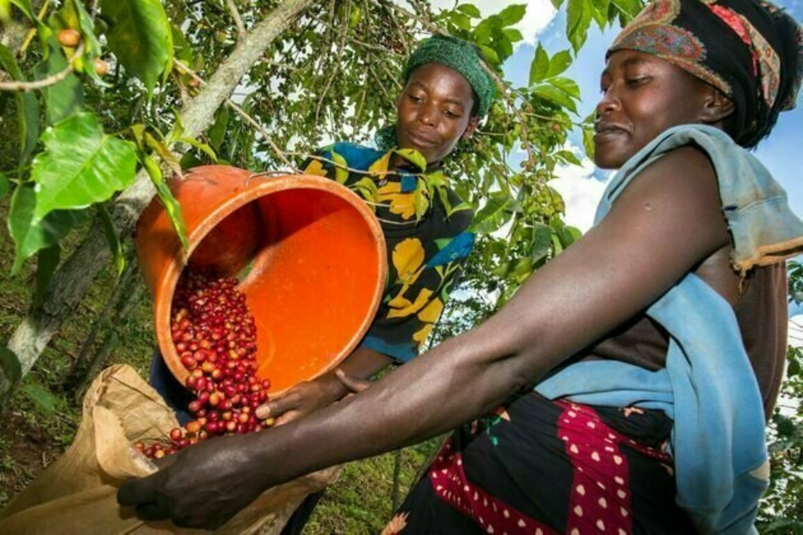 Africa's smallholder farmers are using bright ideas to adapt to climate change: G20 countries should fund their efforts