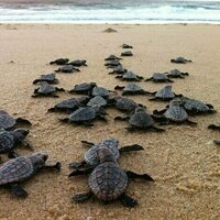 Baby turtles vanish into the Indian Ocean for years: now a model shows where they might go
