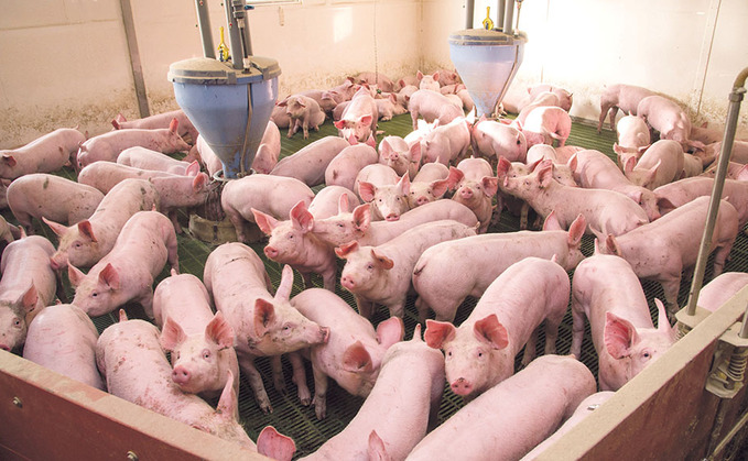 German pig production drops as ASF hits production