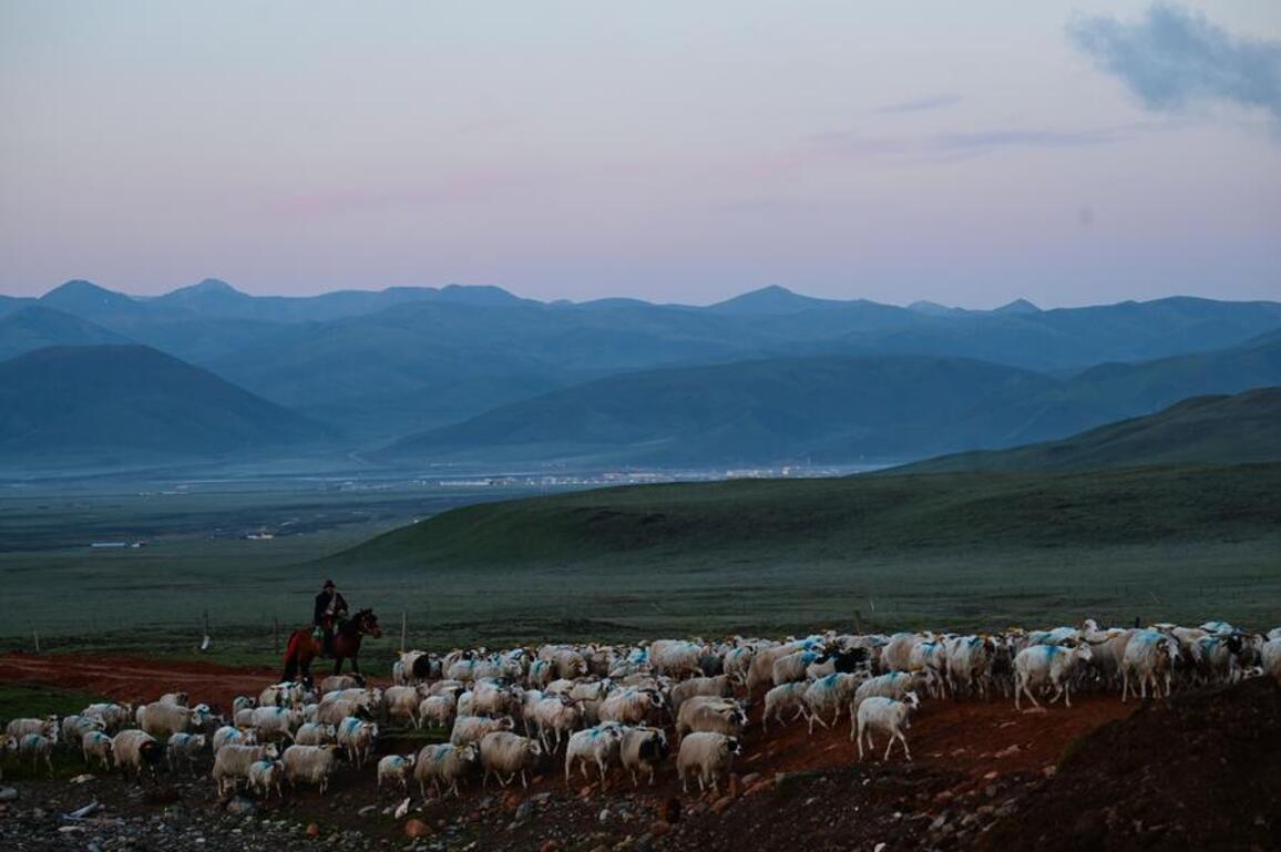 Chinese researchers propose reploughing plan for degraded grasslands on Qinghai-Tibet Plateau