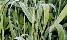 Millions invested in frost research