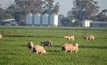 Research reveals non-Merino ewe condition scores for maximising lamb survival rates