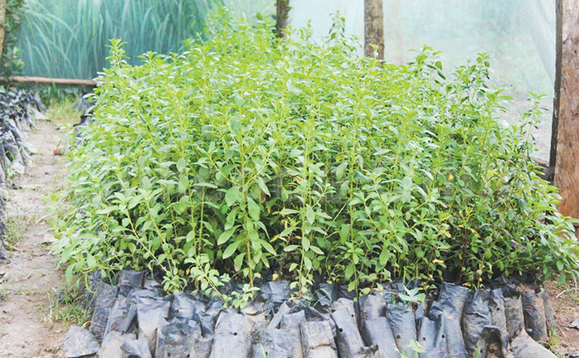 Endokwa za Stevia eziwangulwa. Endokwa za Stevia eziwangulwa.