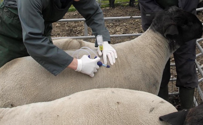 Bluetongue surge prompts urgent farming industry briefing