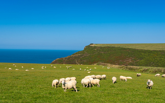 Bluetongue surge, what farmers need to know | The �������� Guardian Podcast
