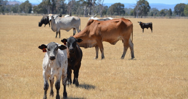 Red meat exports set for record-breaking year