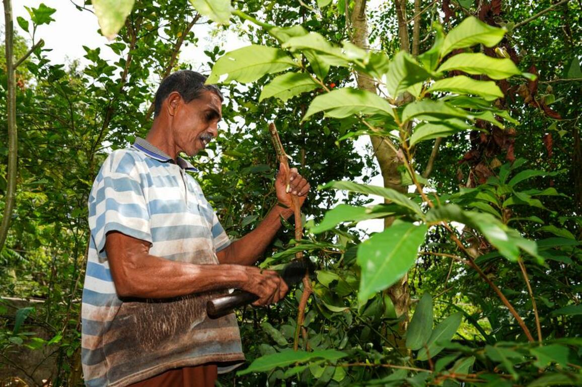 Asia Album: Cinnamon harvest in Sri Lanka