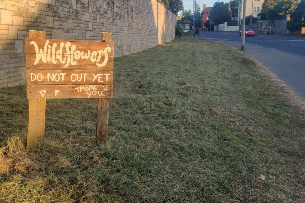 Upset as South Belfast wildflower patch is mowed down and destroyed