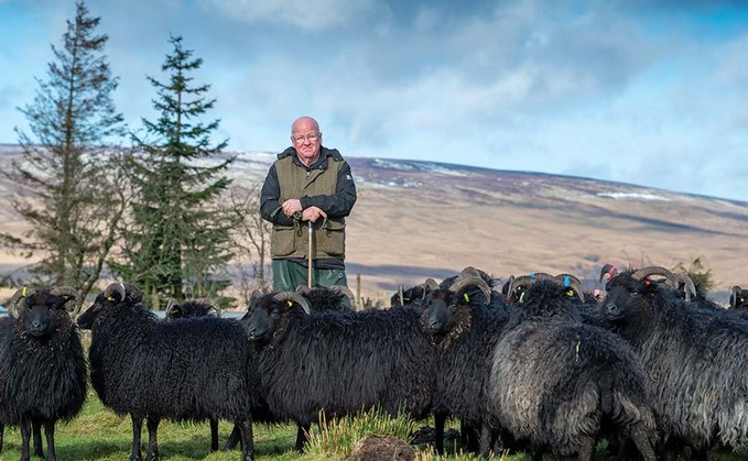 Backbone of Britain: A lifetime's worth of work with Hebridean sheep