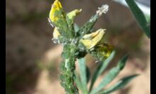 Samples of Bluegreen aphids are needed to detect resistance levels to some chemicals. 