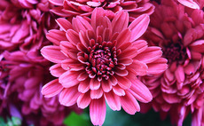 Terra Firma refinances Wyevale Garden Centres