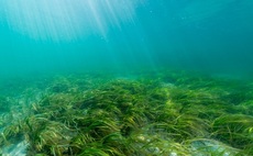 India seaweed biotech start-up raises $18.5m