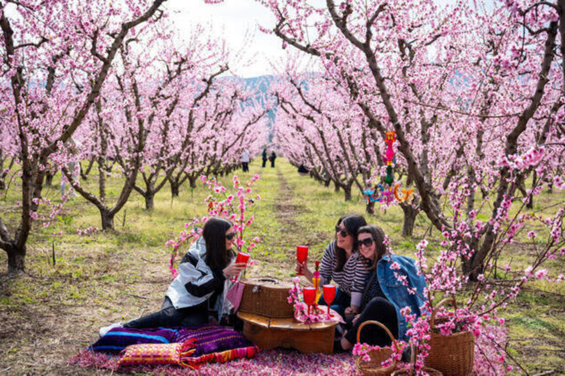Thousands flock to see Greeces annual 'pink veil' of peach blossoms