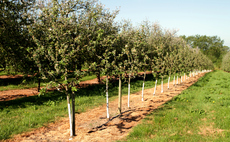 How can businesses boost the UK's tree planting rates?