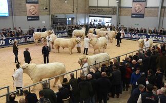 STIRLING BULL SALES: Strong Charolais trade tops at 22,000gns