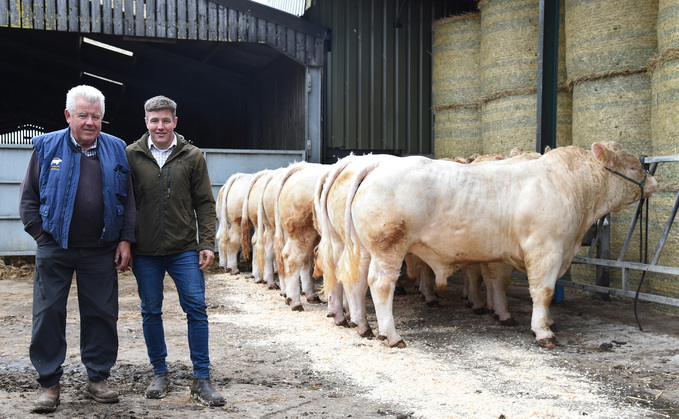 Roy and Neil Blyth began to build their pedigree Marwood Charolais herd in 1993.