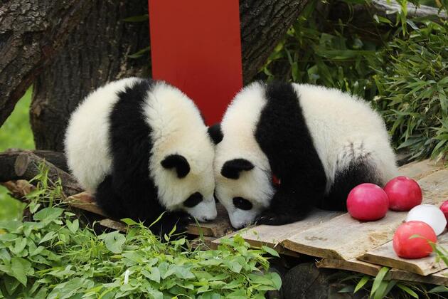 Pandas breathe warmth into Berlin's daily rhythm