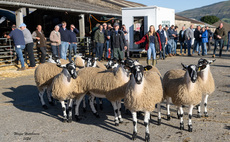 NEMSA lambs to £750 at Hawes