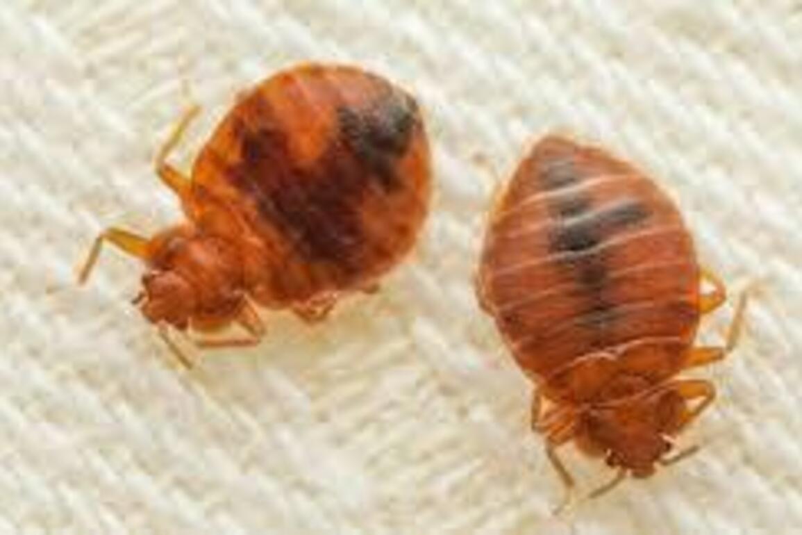 Bedbugs infestation in Bulawayo not severe -  Bulawayo24 News