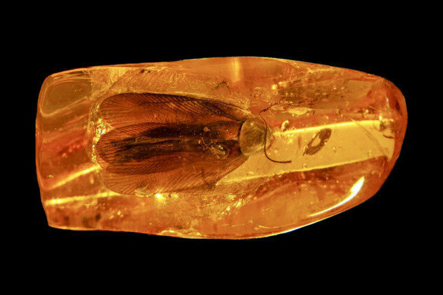 Russian miners find 40-million-year-old cockroach 