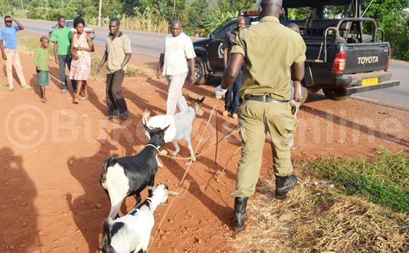 Poliisi ng'etwala embuzi ku Poliisi Poliisi ng'etwala embuzi ku Poliisi